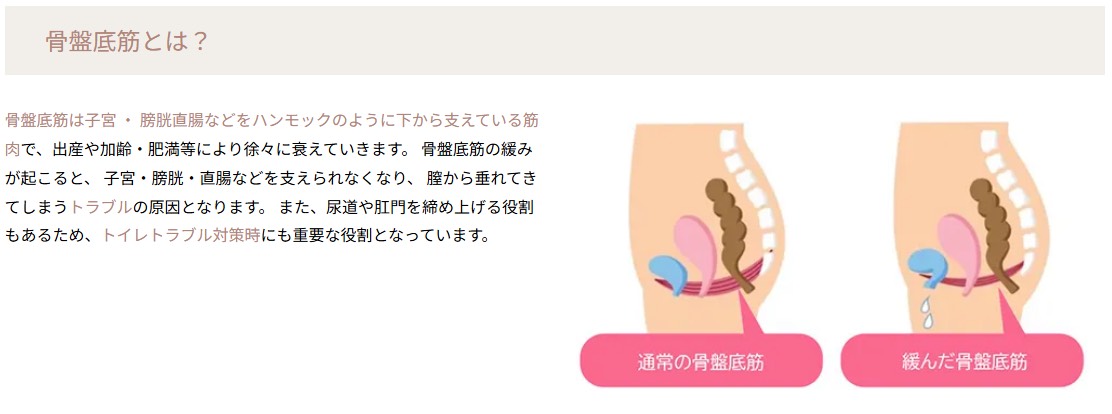 骨盤底筋とは？
